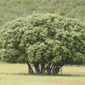 Fotografía de RCMCR1036