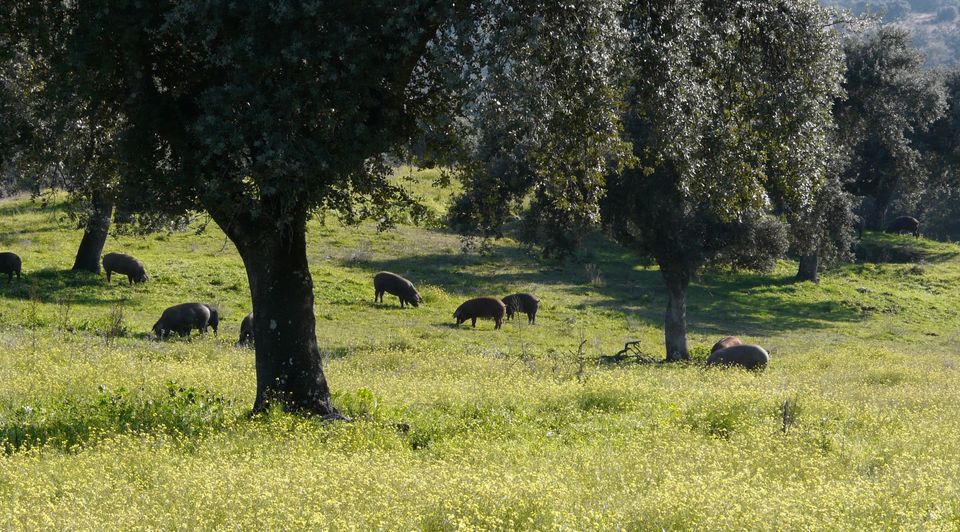 Dehesa Valle del Tiétar