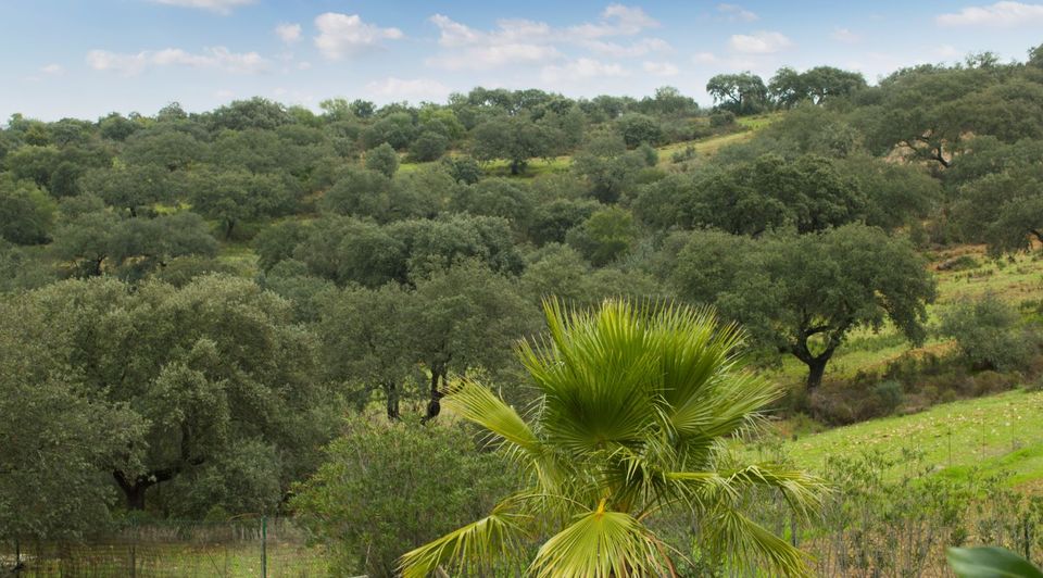 Finca recreo Huelva en venta