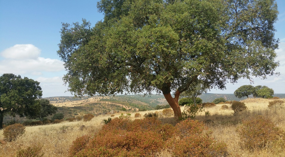 Dehesa cinegética en Sevilla