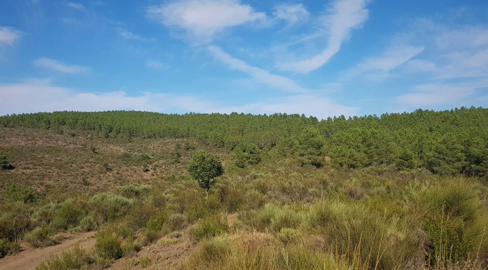 Finca de monte y dehesa en Salamanca