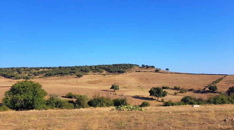 Finca mixta de dehesa, monte y labor en venta en Salamanca