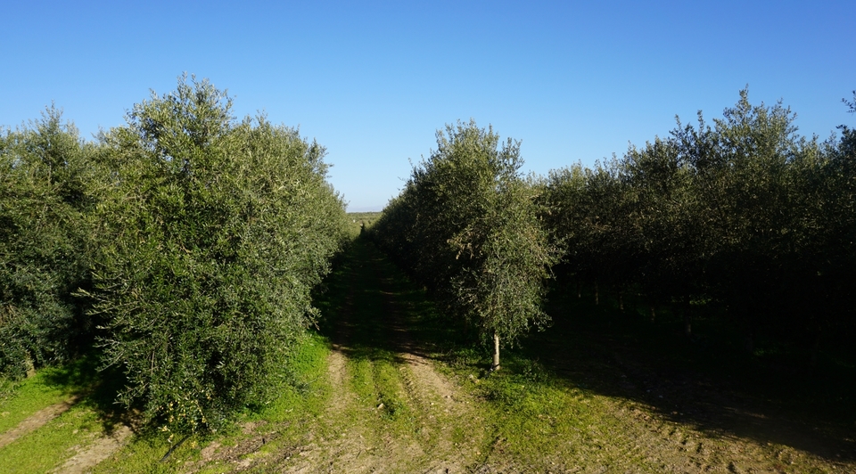 finca de olivar en venta en Badajoz