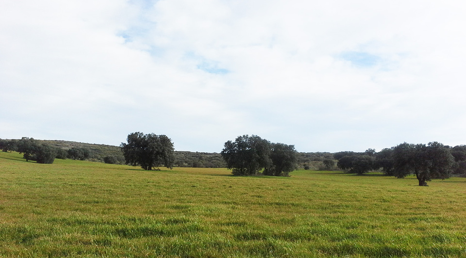 finca caza perdiz ciudad real