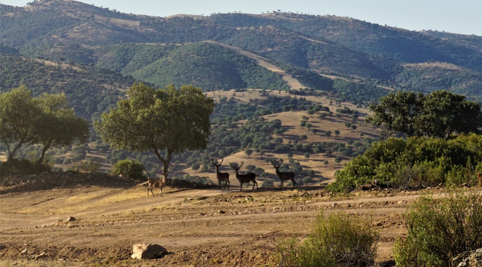 ciervos sierra morena