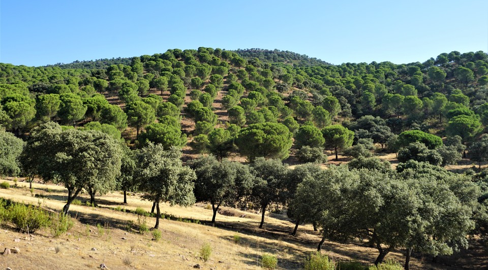 dehesa de pinos y encinas