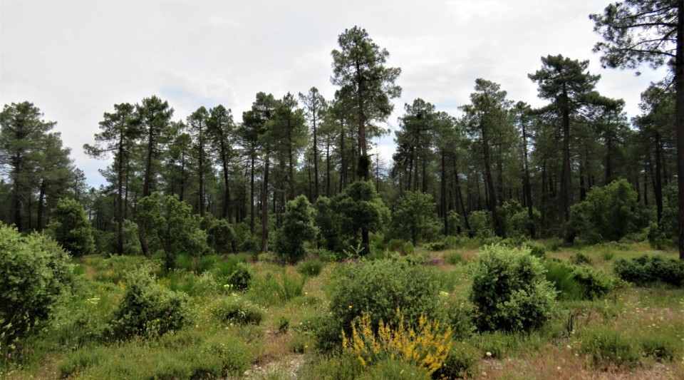 finca de pinos segovia