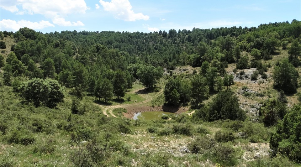 coto intensivo caza cuenca