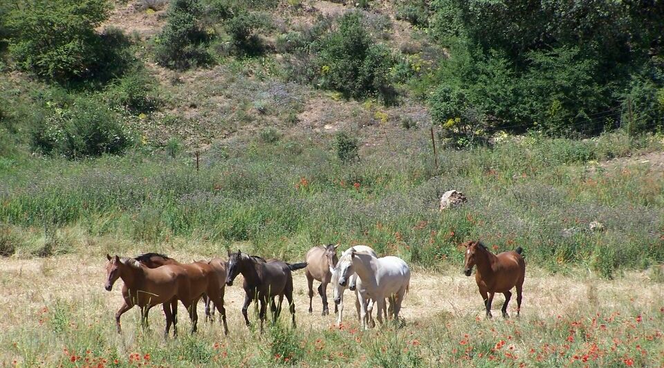 caballos finca en venta