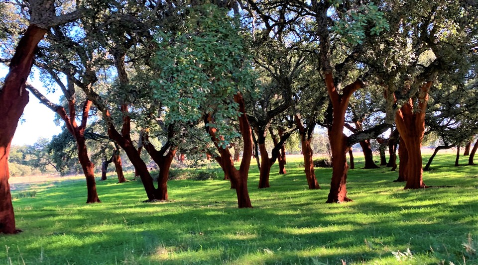 alcornoques finca toledo