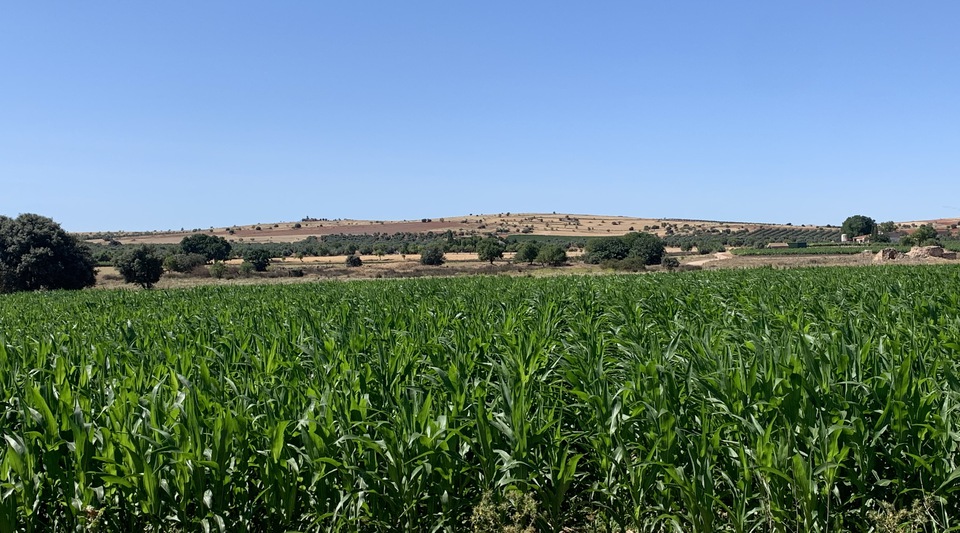 finca agrícila ciudad real en venta