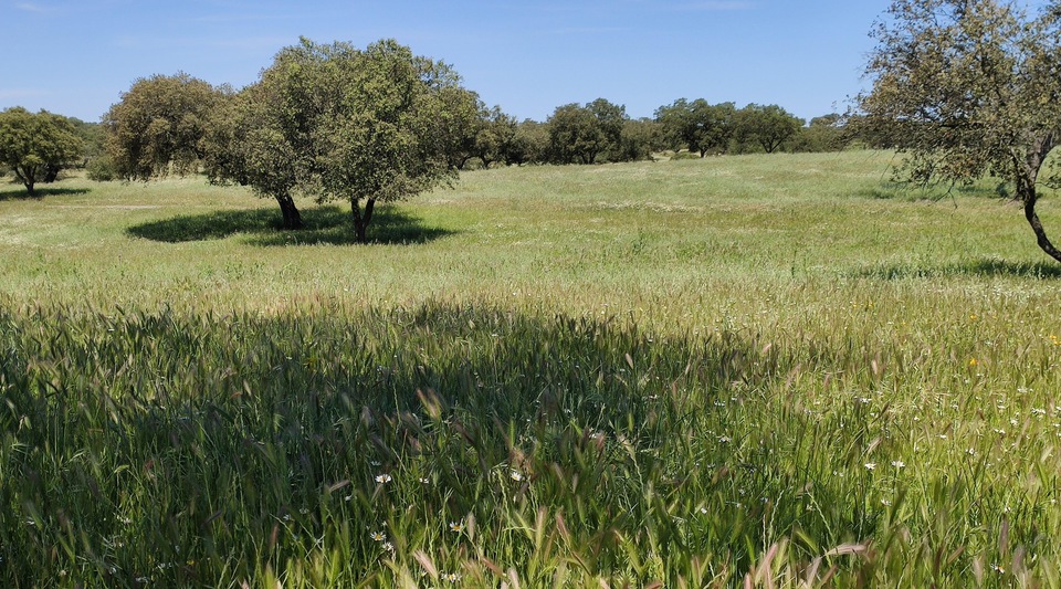 dehesa en venta badajoz