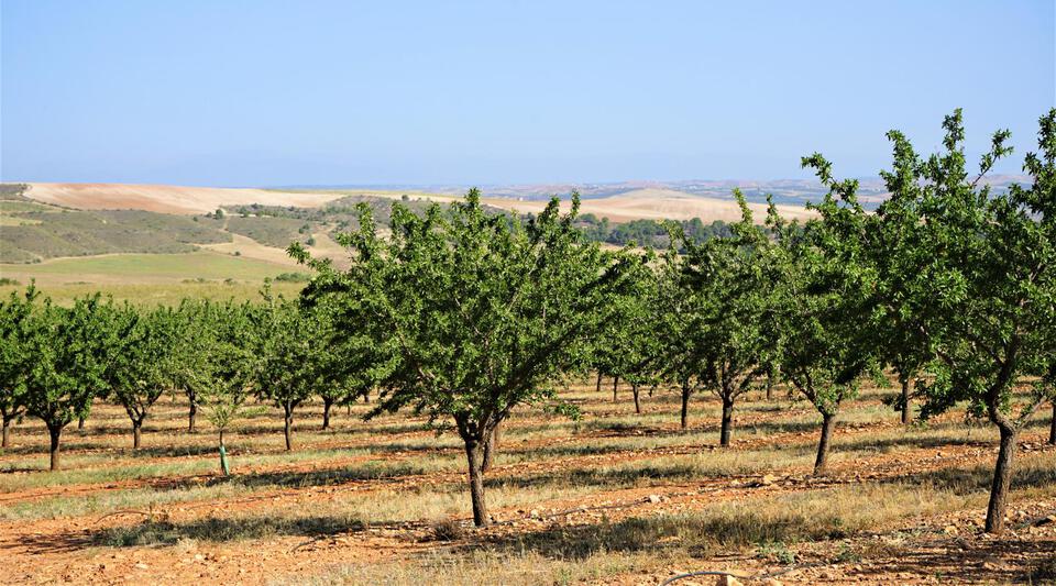 finca almendros en venta