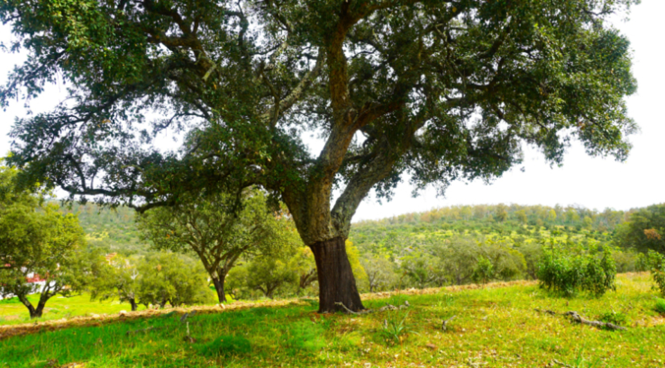 finca en venta en cáceres