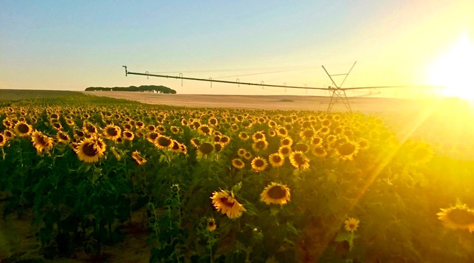 finca de regadío castilla león