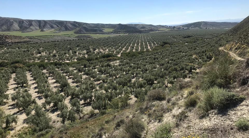 Se vende olivar tradicional